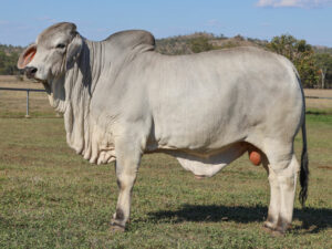 LANCEFIELD M ECUADOR 7716/MM (H)