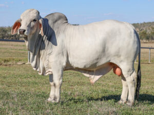 LANCEFIELD M EMPEROR 7395/MM (H)