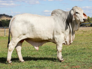 LANCEFIELD M CHICAGO 7527/MM (PS)