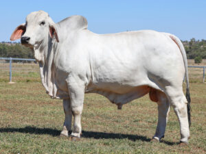 LANCEFIELD M COPYRIGHT 7399/MM (PS)