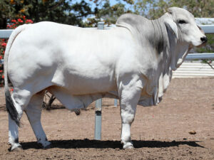 LANCEFIELD M EDUARDO 5912/M (H)