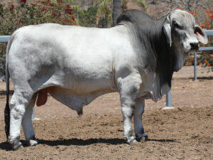 LANCEFIELD M BOOTLEGGER 5936/M (H)