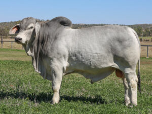 LANCEFIELD M BUTLER 7380/MM (AI) (PS)