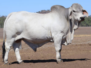 LANCEFIELD M ECLIPSE 5905/M (H)