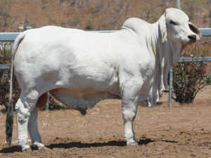 LANCEFIELD M BEAUDESERT 5900/M (AI) (H)