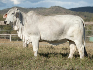 LANCEFIELD S AMELIA 6617/1 (AI) (PS)