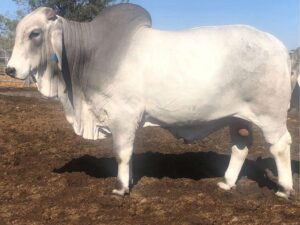 ELROSE DOMINION 16718 (H)