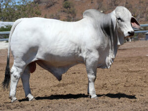 LANCEFIELD M BARLOW 6123/M (H)