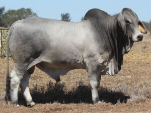 PALMAL DALRIMPLE 8322 (IVF) (H)