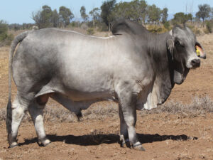 PALMAL DELACORT 8338 (IVF) (H)