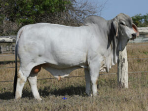 LANCEFIELD S KING 6377/1 (PS)