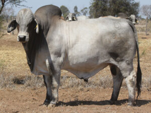 PALMAL PEDRO 8394 (H)