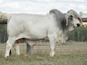 LANCEFIELD S SOLOMON 6400/1 (PS)