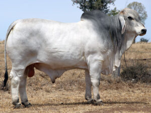 ELROSE HERES PROOF 16229 (P)