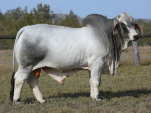 LANCEFIELD S BRIMSON 6473/1 (PS)