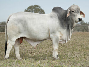LANCEFIELD S TEXAS 6478/1 (PP)