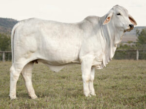 LANCEFIELD S JACQUELINE 6676/1 (PP)