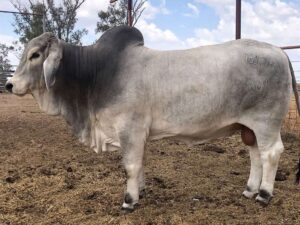 ELROSE BUCANEER 16176 (H)