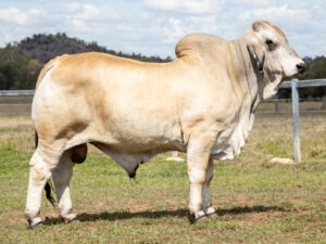 LANCEFIELD M WINTON 7501/MM (AI) (H)