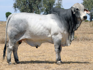 ELROSE EPPING 16221 (P)