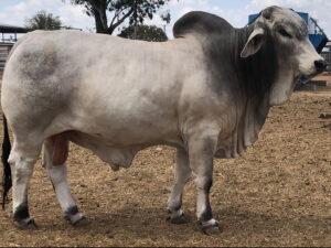 ELROSE MARKO MANSO 16612 (H)