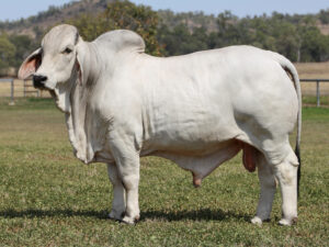 LANCEFIELD M BUTTSWORTH 7393/MM (AI) (H)