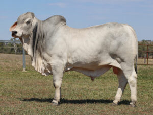 LANCEFIELD M AGOSTINO 7567/MM (H)