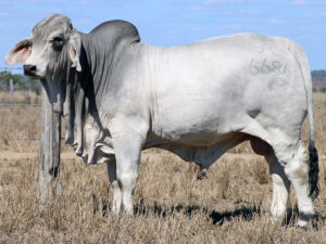 2AM ENDEAVOUR 6686 (H)