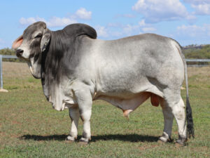 LANCEFIELD M CRAWFORD 7533/MM (H)