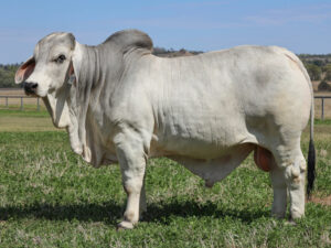 LANCEFIELD M LINUS 7519/MM (H)