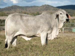 LANCEFIELD S TALLAPOWER 6789/1 (PS)