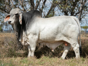 2AM BEEF WOOD 7955 (IVF) (PS)