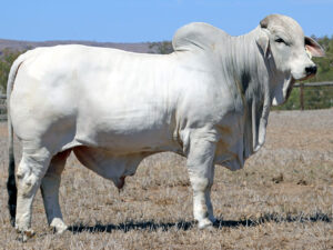 LANCEFIELD S ASHTON 5786/1 (H)