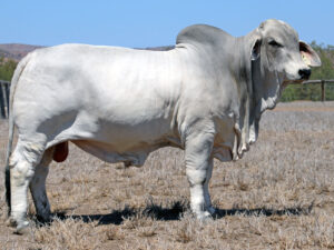 LANCEFIELD S COOK 5782/1 (P)