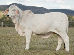 LANCEFIELD S MELINA 6790/1 (PS)