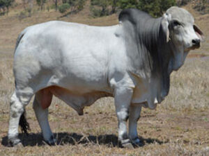 LANCEFIELD M CARLISLE 5116/M (AI) (PS)