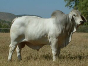 LANCEFIELD BUSTER MANSO 3253 (H)
