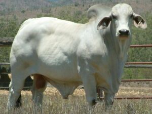 LANCEFIELD ELGIN MANSO 3875/1 (H)
