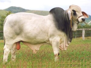 LANCEFIELD KINSMAN MANSO 8950 (H)