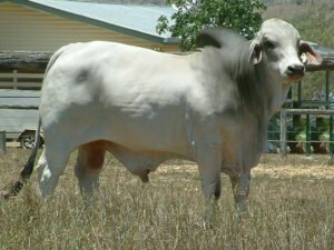 LANCEFIELD WHISTLER MANSO 4067/1 (H)