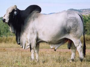 LANCEFIELD KALAHARI MANSO 9125 (H)