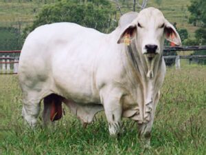 LANCEFIELD SIGNIFICANT 9159 (H)