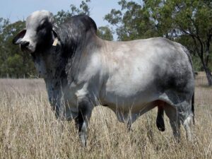 LANCEFIELD S KANSAS 3921/1 (S)