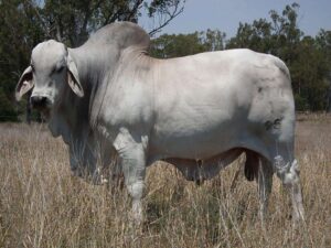 LANCEFIELD S KIRBY 3907/1 (P)