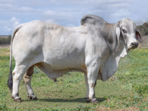 LANCEFIELD M EDDIE 5128/M (PS)