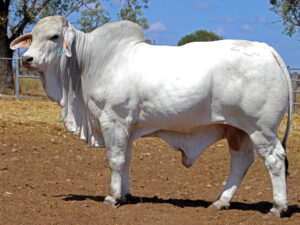 Herd Bull: ELROSE DOMINO 18660