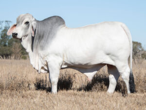 2AM BRUISER 9628 (AI) (PP)