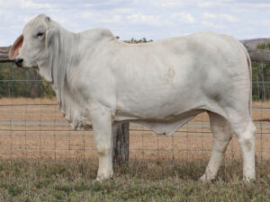 LANCEFIELD S CHERIE 7121/1 (PS)