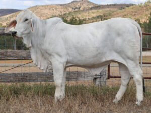 LANCEFIELD S CAROL 7123/1 (PS)