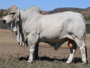 LANCEFIELD S ATLAS 7027/1 (PP)